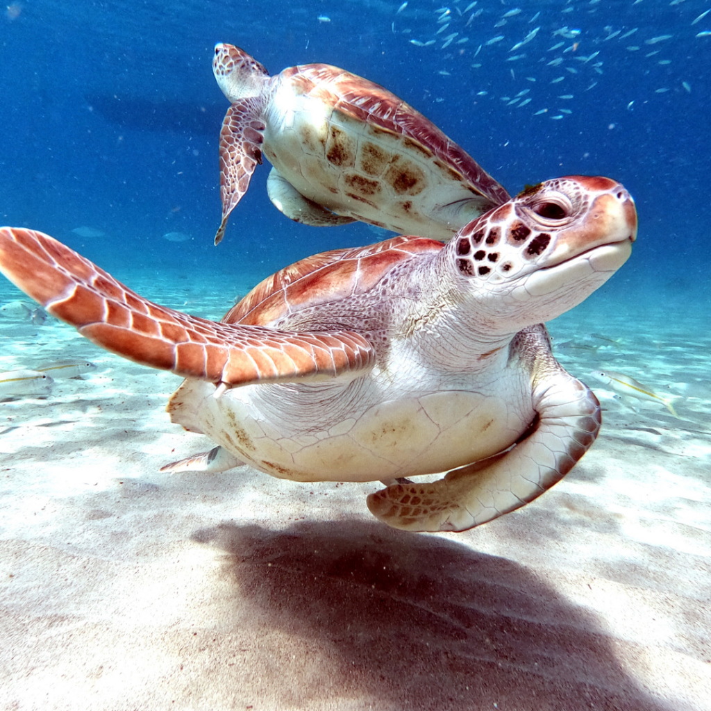 Science on Tap Celebrate World Sea Turtle Day HR Calendar
